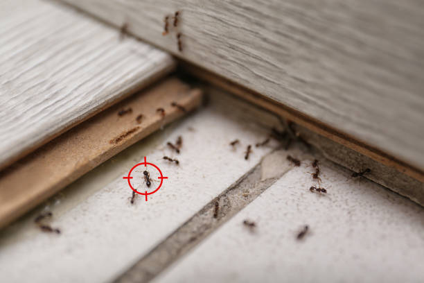 Best Pest Removal Services  in Eureka, IL